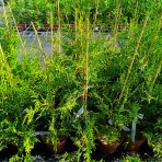 Tuja západná (Thuja occidentalis) ´BRABANT´ - výška 50-60 cm, kont. C2L